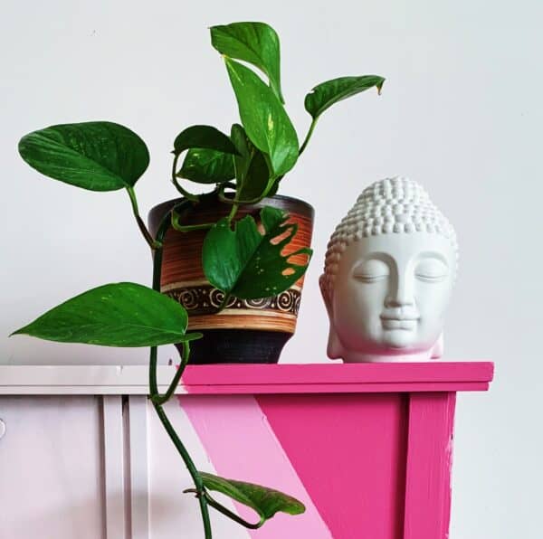 Large Buddha Lamp - Image 2