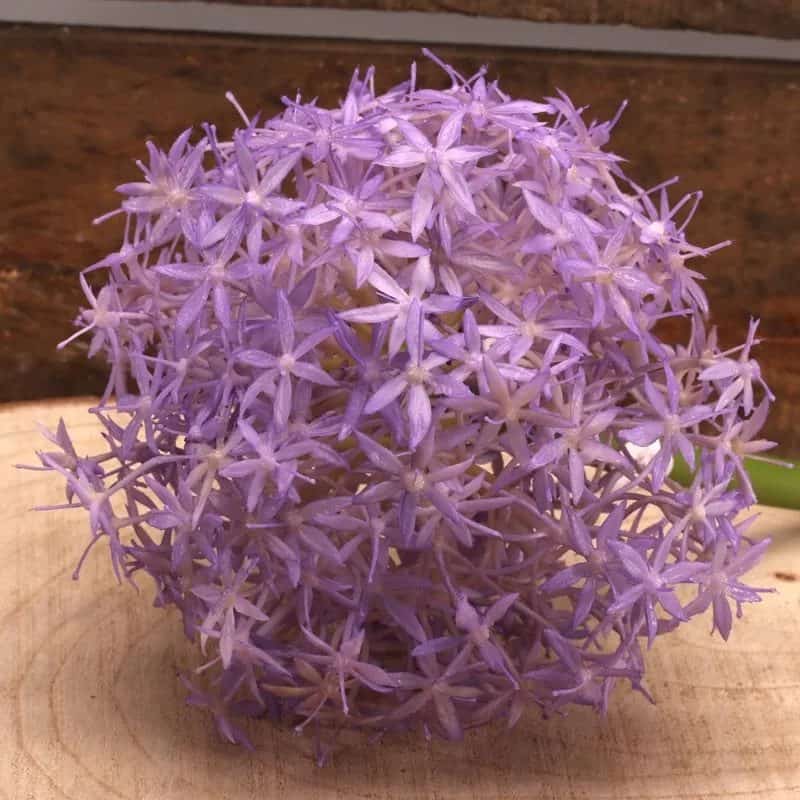 Allium Lavender Faux Flower